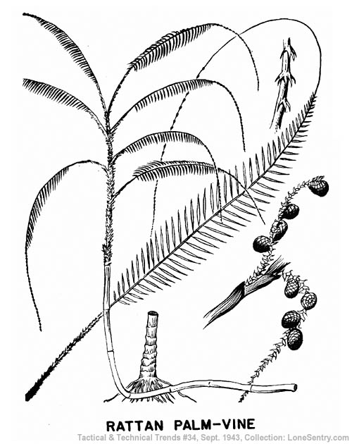 [Rattan Palm Vine]